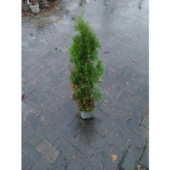Thuja occ. Brabant, Tuin en Terras, Planten | Struiken en Hagen, Haag, Conifeer, Minder dan 100 cm, Ophalen