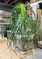 Supermooie grote plant olifantspoot, gezond en volbladig, Ophalen of Verzenden, Vaste plant, Overige soorten, Volle zon