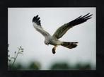 Blijham Grauwe Kiekendief Roofvogel met Veldmuis., Ophalen of Verzenden, 1980 tot heden, Ongelopen, Vogel