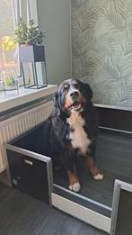 Verwacht pups bernersenner met stamboom, Dieren en Toebehoren, Honden | Herdershonden en Veedrijvers, Overige rassen, 8 tot 15 weken