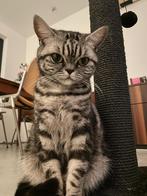 Lieve Britse Korthaar Tabby, Dieren en Toebehoren, Katten en Kittens | Raskatten | Korthaar, Poes, Gechipt, 6 jaar of ouder