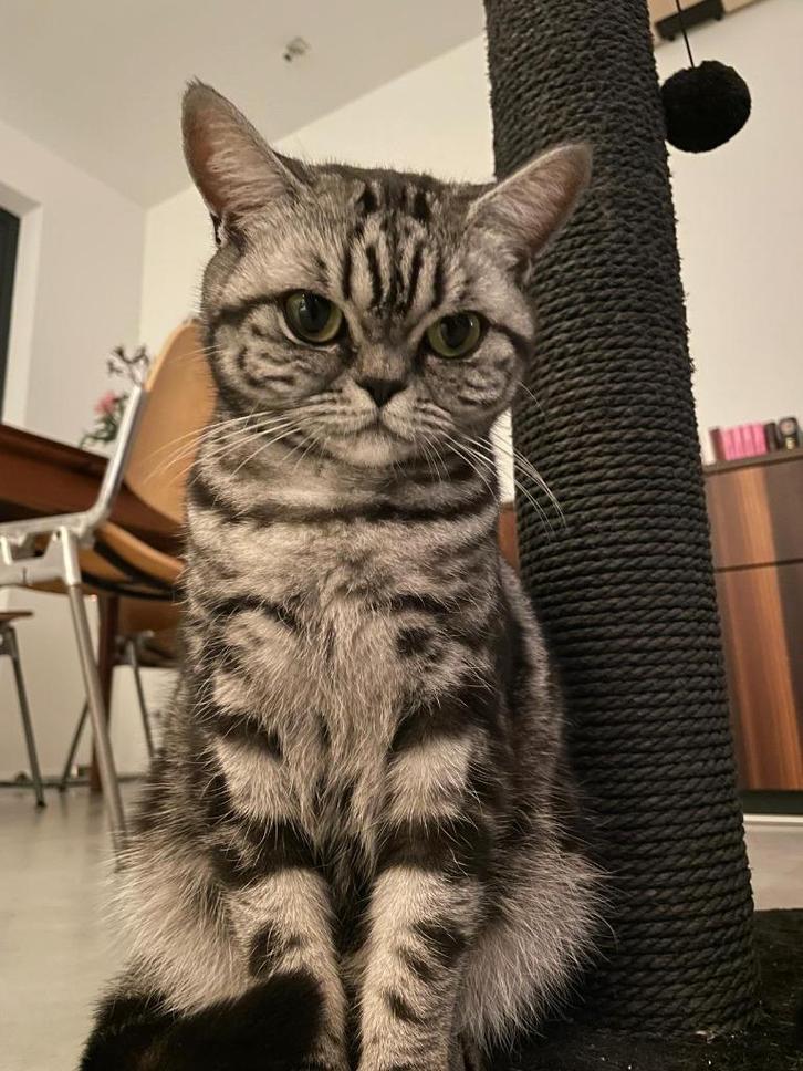 Lieve Britse Korthaar Tabby, Dieren en Toebehoren, Katten en Kittens | Raskatten | Korthaar, Poes, 6 jaar of ouder, Met stamboom