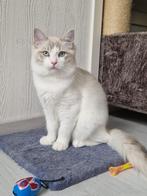 Ragdoll Kitten Kater, Dieren en Toebehoren, Katten en Kittens | Raskatten | Langhaar, Kater, Gechipt, 0 tot 2 jaar