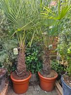 Winterharde palmbomen - Trachycarpus / Chamaerops, Ophalen of Verzenden, Zomer, Overige soorten, Volle zon