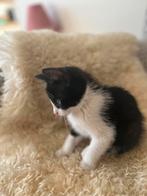 Kitten vrouwtje, Poes