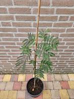 Albizia julibrissin ‘Summer Chocolate’ - Perzische slaapboom, Ophalen, Zomer, Volle zon