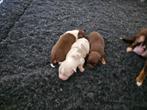 Prachtige chihuahua pups, Dieren en Toebehoren, Honden | Chihuahua's en Gezelschapshonden, 8 tot 15 weken, Meerdere, Meerdere dieren