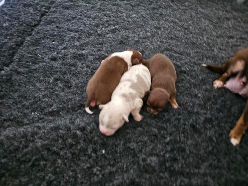 Prachtige chihuahua pups, Dieren en Toebehoren, Honden | Chihuahua's en Gezelschapshonden, Meerdere dieren, Chihuahua, Particulier