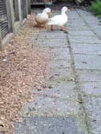 Hollandse kwakers witte woerden mannen, Dieren en Toebehoren, Pluimvee, Mannelijk, Eend
