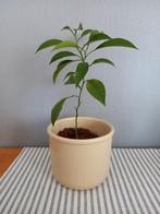 Sinaasappelplant in pot, Ophalen, Fruitplant, Halfschaduw, In pot