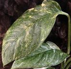 Monstera Lechleriana Variegata #4, Overige soorten, Minder dan 100 cm, Groene kamerplant, Halfschaduw