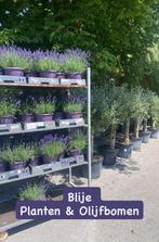 Mooie lavendel pot 23cm, Overige soorten, Minder dan 100 cm, Zomer, Ophalen