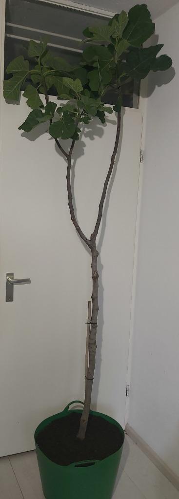 Vijgenboom Pastilière, Tuin en Terras, Planten | Fruitbomen, Vijgenboom, 100 tot 250 cm, Volle zon, Zomer, In pot, Ophalen