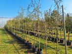 Poncirus trifoliata, citrus, winterharde citroen,  grote mat, Ophalen, In pot, Overige soorten, Lente