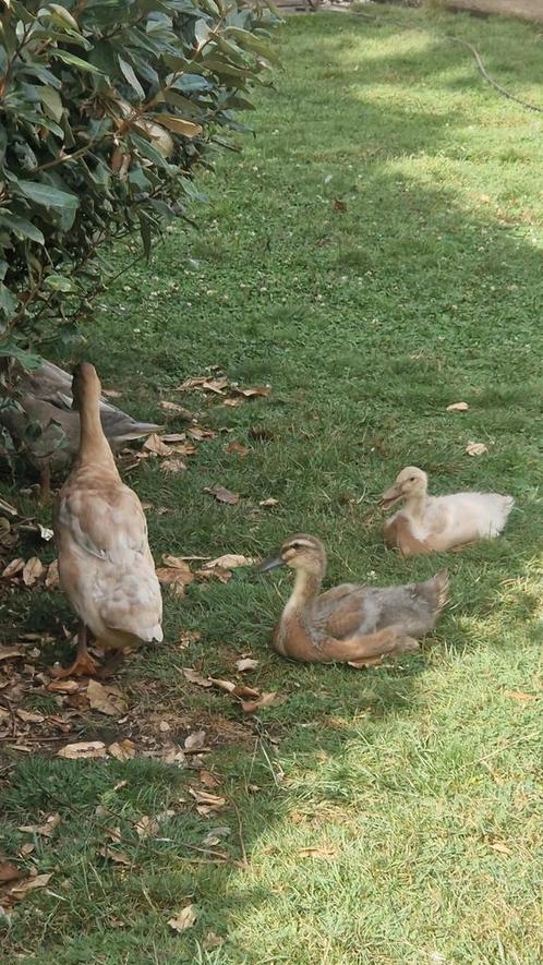 2 Indische loopeenden, Dieren en Toebehoren, Pluimvee, Eend, Meerdere dieren