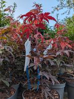 Japanse Esdoorn 'Atropurpureum' (Acer palmatum) !, Tuin en Terras, Planten | Bomen, Ophalen of Verzenden, Bloeit niet, Halfschaduw