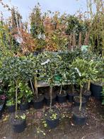 Amerikaanse hulst blad houdend pot gekweekt hoog125/150, Ophalen, Overige soorten, Struik