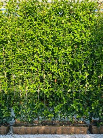 Trachelospernum jasminoides  kant en klaar haag 120 cm breed beschikbaar voor biedingen