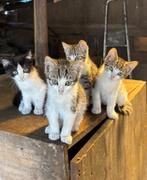 GRATIS  prachtige poesjes, Dieren en Toebehoren, Poes