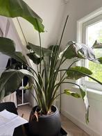 Strelitzia XXL incl pot, Huis en Inrichting, Kamerplanten, Overige soorten, 150 tot 200 cm, Halfschaduw, In pot