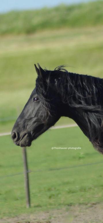 Fotoshoot paard(en)/ pony(‘s), kat(ten), hond(en) beschikbaar voor biedingen
