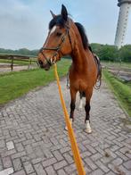 Bijrijdster gezocht 18+, Dieren en Toebehoren, Stalling en Weidegang