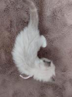 🐱 Prachtige Ragdoll kittens met stamboom 💜, Dieren en Toebehoren, Meerdere dieren, Met stamboom
