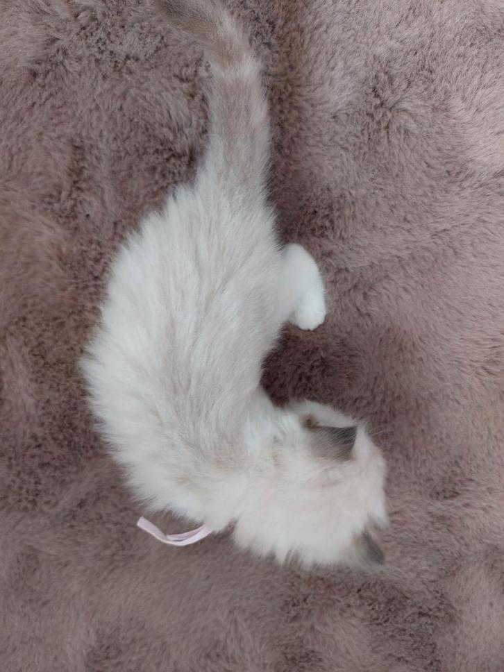🐱 Prachtige Ragdoll kittens met stamboom 💜, Dieren en Toebehoren, Katten en Kittens | Raskatten | Langhaar, Meerdere dieren
