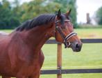Super mooie nog groene 3 jarige, Dressuurpaard, Hengst, 3 tot 6 jaar, 160 tot 165 cm
