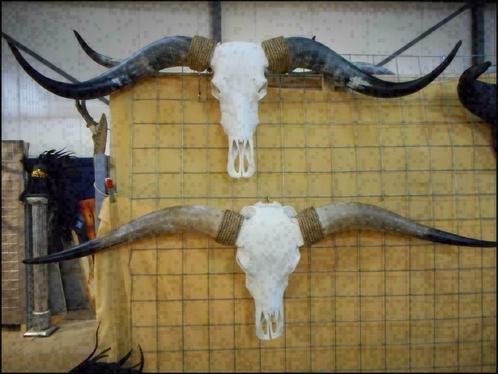 Gebleekte longhorn schedel, Zeer groot aanbod!!!, Verzamelen, Dierenverzamelingen, Ophalen of Verzenden