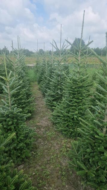 Kerstbomen Fraserie/nordman Gezaagd 140 - 210 cm beschikbaar voor biedingen