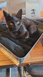 knappe kitten 30 maart geboren., Dieren en Toebehoren, Katten en Kittens | Raskatten | Korthaar, Poes