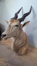 Prachtige Opgezette Antilope Taxidermie., Ophalen of Verzenden