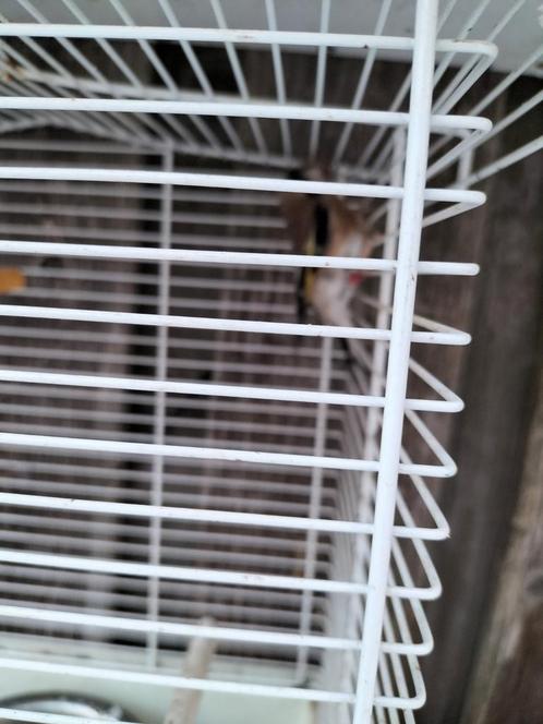 2024 man, Dieren en Toebehoren, Vogels | Overige Vogels