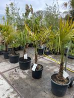 Palmen trachycarpus grote kluit al 2 jaar hier super prijs, Tuin en Terras, Planten | Bomen, Bloeit niet, Halfschaduw, 100 tot 250 cm