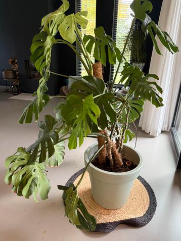 Grote Monstera met pot en mosstok beschikbaar voor biedingen