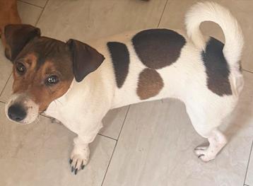 Jack russel terrier beschikbaar voor biedingen