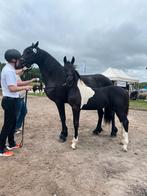 Barocke Pinto Hengstveulen ., Dieren en Toebehoren, Paarden, Hengst, Minder dan 160 cm, 0 tot 2 jaar