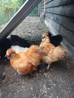 Zijdehoen haantje, Dieren en Toebehoren, Pluimvee, Mannelijk, Kip