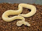 Multi genen scaleless head man, Slang