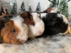 Superlieve ch-teddy cavia’s, Dieren en Toebehoren, Knaagdieren, Cavia, November, Meerdere dieren, Tam