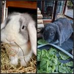Nederlandse Hangoordwergen, broer&zus!Met hokken,voer,alles!, Dieren en Toebehoren, Konijnen, Meerdere dieren, Dwerg, Hangoor