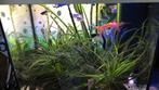 Compleet aquarium, Ophalen, Zo goed als nieuw, Gevuld zoetwateraquarium