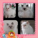 Perzische colourpoint kittens stamboom kittens Perz Perzisch, Meerdere dieren, Gechipt, 0 tot 2 jaar