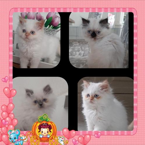 Perzische colourpoint kittens stamboom kittens Perz Perzisch, Dieren en Toebehoren, Katten en Kittens | Raskatten | Langhaar, Meerdere dieren