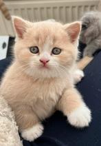 Nog 2 Prachtige Brits(e) korthaar met stamboom, Dieren en Toebehoren, Katten en Kittens | Raskatten | Korthaar, Meerdere dieren