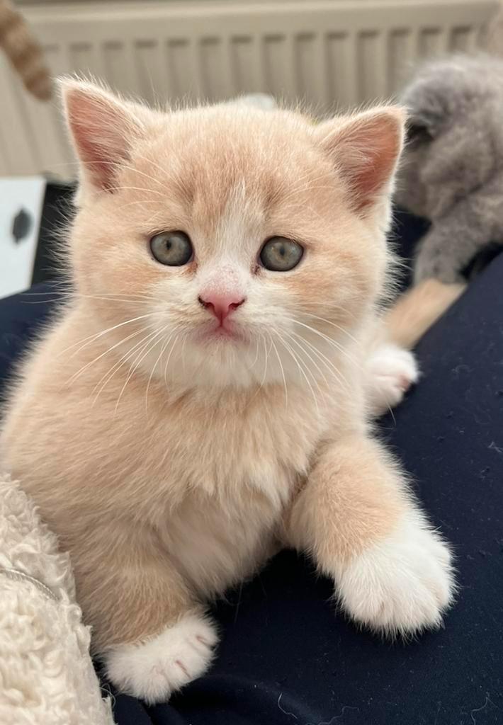 Nog 2 Prachtige Brits(e) korthaar met stamboom, Dieren en Toebehoren, Katten en Kittens | Raskatten | Korthaar, Meerdere dieren