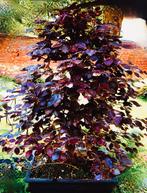 bonsai rode beuk, Tuin en Terras, Planten | Bomen, Bloeit niet, Halfschaduw, Overige soorten, Minder dan 100 cm