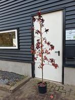 Liquidambar styraciflua amberboom, Tuin en Terras, Planten | Bomen, Bloeit niet, 100 tot 250 cm, Volle zon, In pot