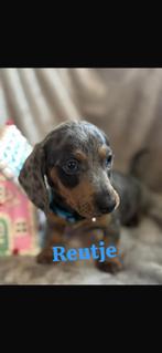 Nog 1 reutje beschikbaar, Dieren en Toebehoren, Honden | Teckels en Dashonden, CDV (hondenziekte), 8 tot 15 weken, Korthaar, Dwerg